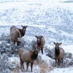Full Day Wildlife Photography Tour In Yellowstone National Park - The Value of this Wildlife Photography Tour