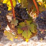 Full-Day Wine Country Wine Tastings From Atlanta - Who This Tour Is Best For