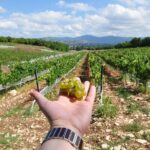 Full-Day Wine Tour from Istanbul - What We Love About This Tour