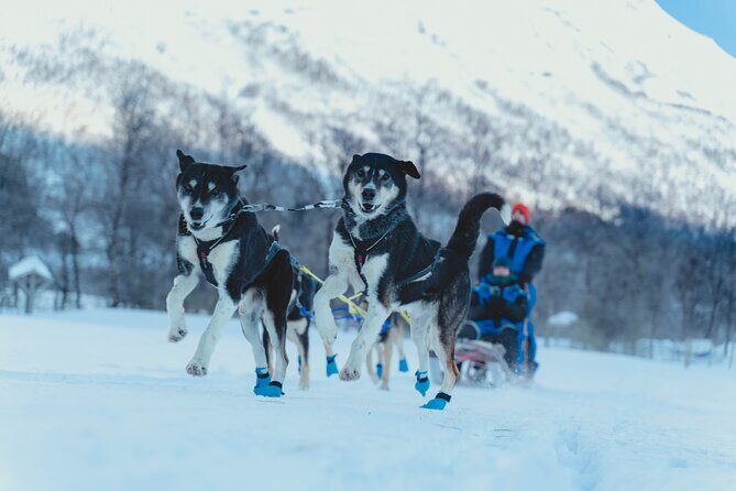 Fun & Easy Dog Sledding Adventure - Early Bird Tour - Who Is This Tour Best For?