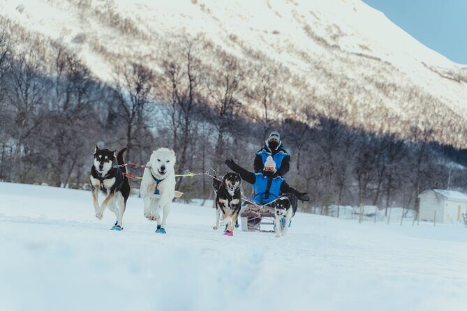 Fun & Easy Dog Sledding Adventure - Noon Tour - The Experience in Detail: What You Can Expect