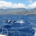 Funchal: Dolphin and Whale Watching Catamaran Cruise - Who Should Consider This Tour?
