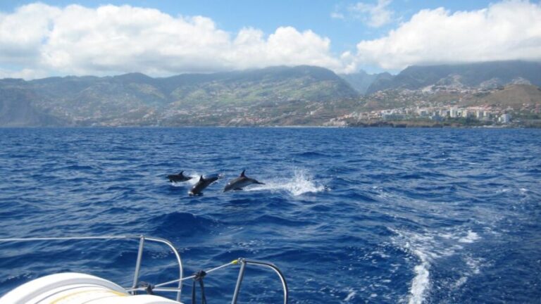 Funchal: Dolphin and Whale Watching Catamaran Cruise - Who Should Consider This Tour?