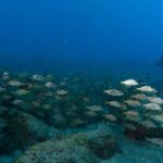 Funchal: DPV- Scooter Dive Adventure - Setting the Scene: What to Expect on Your Dive Day