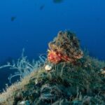 Funchal: Scuba Diving Experience for Beginners - Final Thoughts