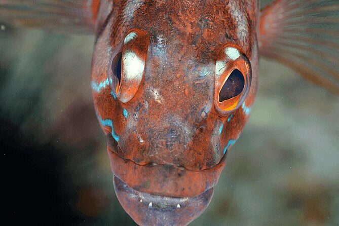 Funchal: Snorkeling Adventure in Eco-Park / Shore or by Boat - The Marine Environment: What You’ll Likely See