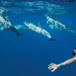Funchal: Whale Watching and Swimming with Dolphins Cruise - The Itinerary in Detail