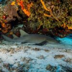 FunDiving in Cozumel - By Ferry - 2 Tanks in the wonderful Caribbean sea - The Experience and Itinerary: What to Expect