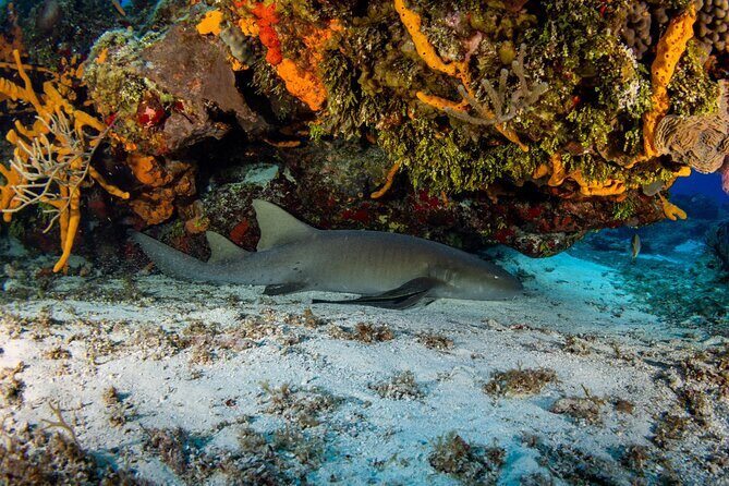 FunDiving in Cozumel - By Ferry - 2 Tanks in the wonderful Caribbean sea - The Experience and Itinerary: What to Expect