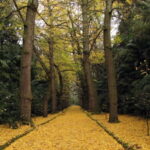 Furnas & Terra Nostra Gardens Biologist-guided Tour +lunch - Deep Dive into the Itinerary