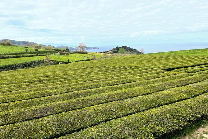 Furnas Vale, Gorreana Tea Factory Private Van Tour - Practical Details & What to Expect