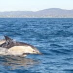 Fuzeta: Dolphin Observation Tour - The Experience on the Water