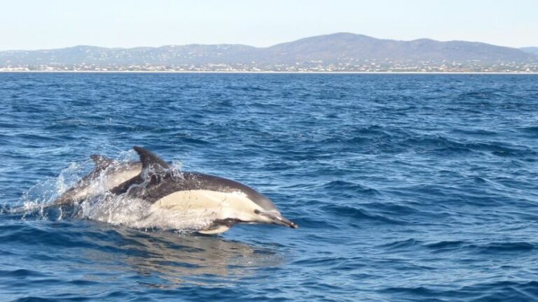 Fuzeta: Dolphin Observation Tour - The Experience on the Water