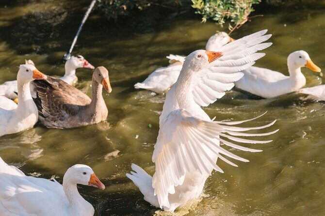 Gallura Picnic in the Farm with Animals - Final Thoughts: Is This Experience Worth It?