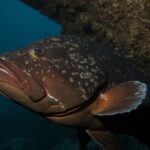 Garajau Statue of the Christ-King Private Tuk-Tuk Tour - Who Would Love This Tour?