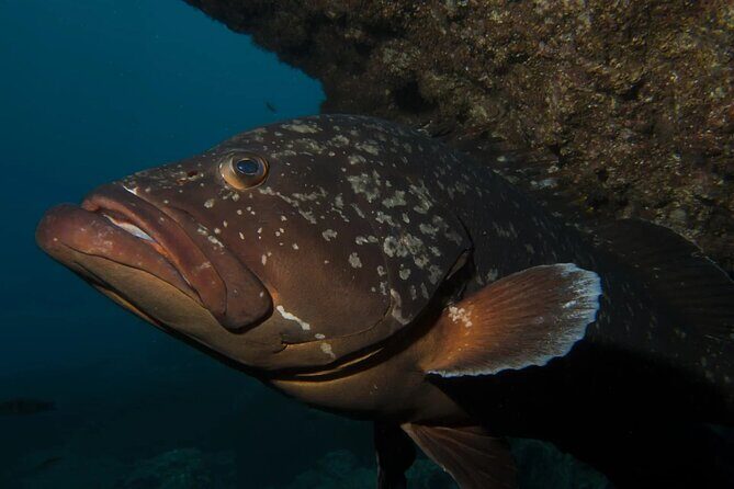Garajau Statue of the Christ-King Private Tuk-Tuk Tour - Who Would Love This Tour?
