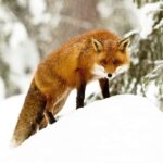 Gästrikland: Nordic Wildlife Viewing Experience - The Itinerary and What You Can Expect