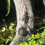 Gator Viewing Clear Kayak Springs Tour - The Experience in Depth