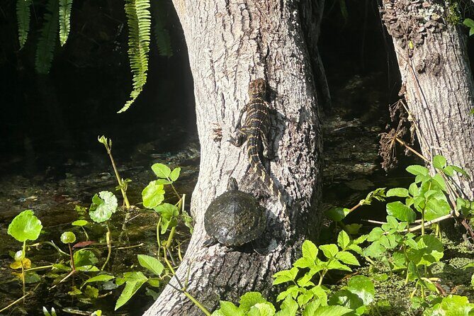 Gator Viewing Clear Kayak Springs Tour - The Experience in Depth