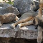 Gdansk: Oliwa Zoo with Tickets and Roundtrip Transportation - Practical Details and What You Need to Know