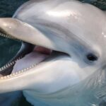 Genoa: Aquarium of Genoa & City of Children and Youth Ticket - Exploring the City of Children and Youth