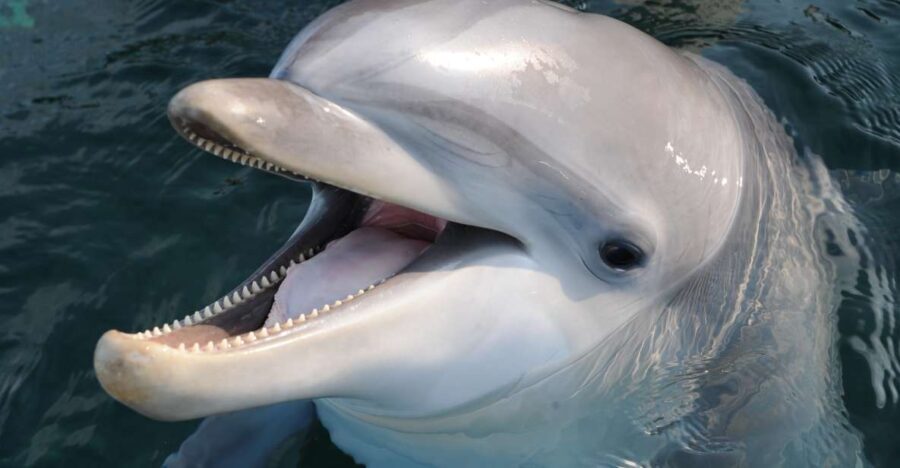 Genoa: Aquarium of Genoa & City of Children and Youth Ticket - Exploring the City of Children and Youth