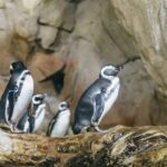 Genoa: Aquarium of Genoa with Lunch - The Lunch Experience at Tender Café