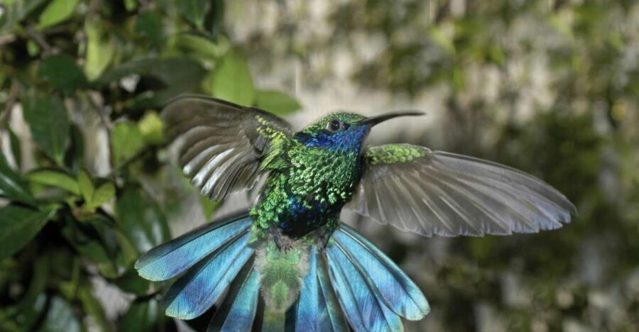 Genoa: Biosfera Entrance Ticket - Whats Included in the Ticket?