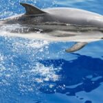 Genoa: Cetacean Watching Cruise with Marine Biologist Guide - The Experience of Wildlife Watching