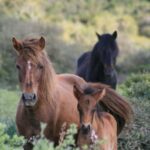 Genoni: discover the Giara Park - What’s Included and What You Should Bring