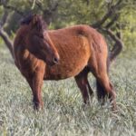 Genoni Museum and Giara Combined ticket - Who Will Love This Experience?