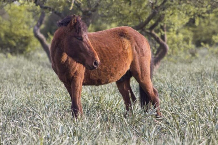 Genoni Museum and Giara Combined ticket - Who Will Love This Experience?