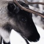 Gentle Snowshoeing & Reindeer Herd Visit w/ Lunch - Deep Dive: The Highlights and Unique Aspects