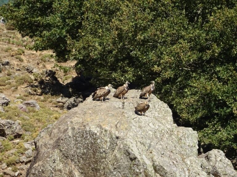 Georgioupolis Full-Day Land Rover Safari Experience - Highlights That Shine