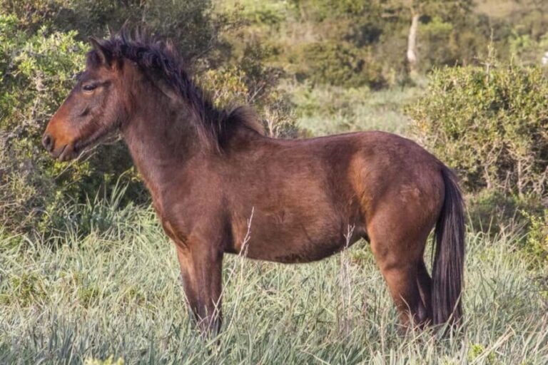 Giara hiking Tour - The Highlights That Make It Special