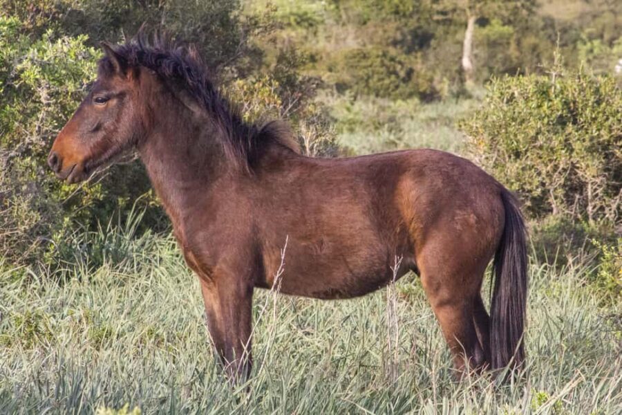 Giara hiking Tour - The Highlights That Make It Special