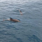 Giardini Naxos Taormina: Dolphin Watching Sunset Tour - What to Expect from the Dolphin Watching Sunset Tour