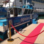 Gibraltar: Dolphin Watching Boat Tour V.I.P - The Visibility and Wildlife Encounter