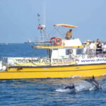 Gibraltar: Dolphin Watching Tour - The Itinerary: What to Expect