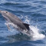 Gibraltar Dolphins Watching Day Trip from Seville - The Cruise Experience