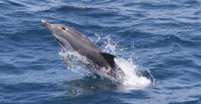 Gibraltar Dolphins Watching Day Trip from Seville - The Cruise Experience