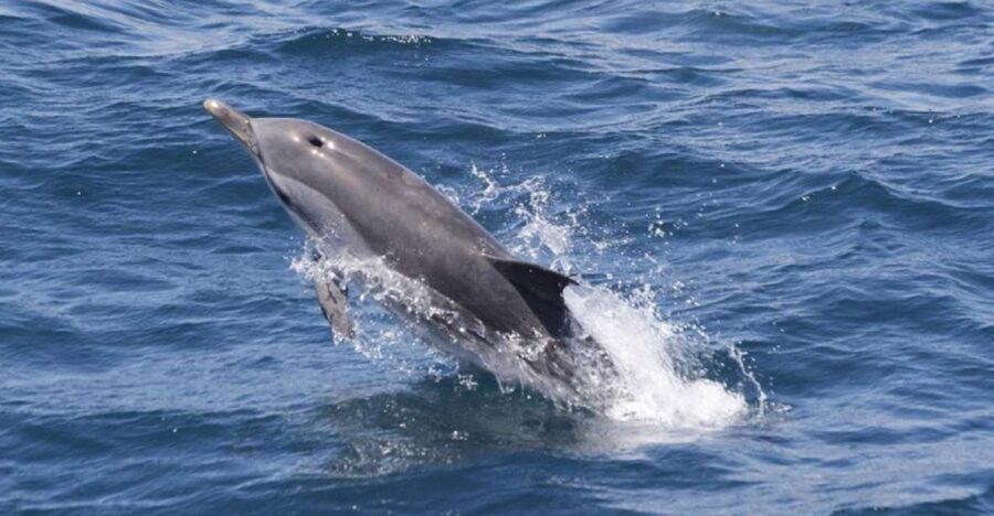 Gibraltar Dolphins Watching Day Trip from Seville - The Cruise Experience