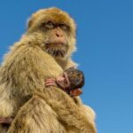 Gibraltar Inside Out Extended Tour 2.30hrs - What We Love About This Tour