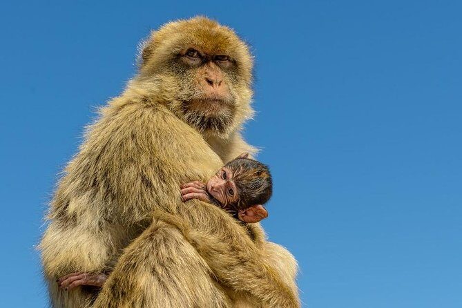 Gibraltar Inside Out Extended Tour 2.30hrs - What We Love About This Tour