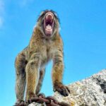 Gibraltar Private Daytrip From Sevilla - Is It Worth the Price?