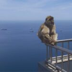 Gibraltar shopping: Desde Málaga y la Costa del Sol - Who Will Appreciate This Tour?