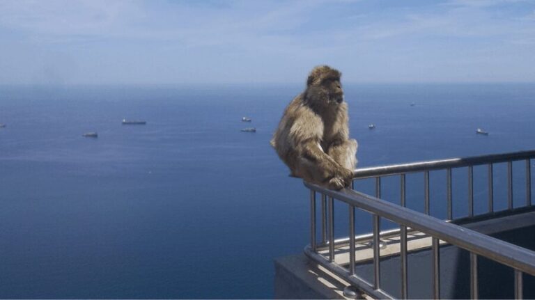 Gibraltar shopping: Desde Málaga y la Costa del Sol - Who Will Appreciate This Tour?