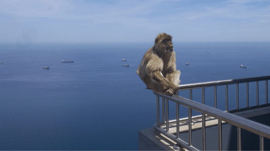 Gibraltar shopping: Desde Málaga y la Costa del Sol - Who Will Appreciate This Tour?