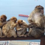 Gibraltar Sightseeing : Classic Shore Excursion (Private) - The Value of the Experience