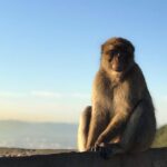 Gibraltar Sightseeing: Premium Rock Tour / Shore Excursion (Private) - Who Would Enjoy This Tour?